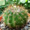 Notocactus _ottonis _v. vencluianus_ 01